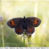 erebia iranica female5